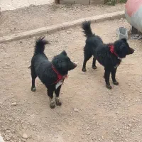 سگ قهدریجانی