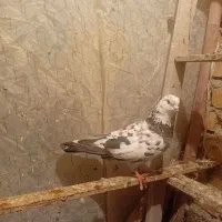 ۳عدد کبوتر خوب سالم|پرنده|ارومیه, |دیوار