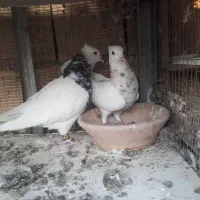 نر ماده طوقی