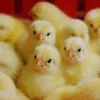 جوجه بوقلمون بی یو تی 6 . نیمچه