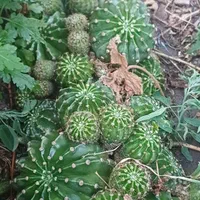 حراج تعدادی کاکتوس فروشی