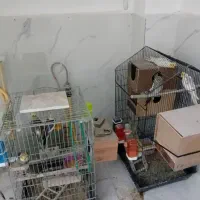 عروس هلندی