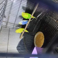 یک جفت مرغ عشق