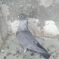 ماده موشی نقره ای کاکلی