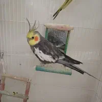 عروس هلندی