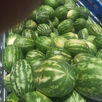 هندونه بیضی فروشی  کیلو ۱۷