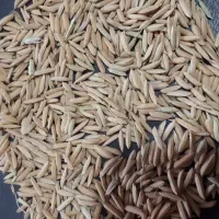 بذر شالی