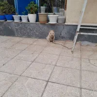 توله پامرانین سرابی