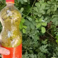 برگ مو بطری برا امساله