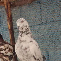 فروش تعدادی کبوتر خوش پرواز نر