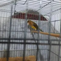 قناری نر..جوجه