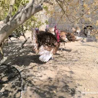 بوقلمون