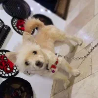 سگ پامر شیتزو میکس خاص|سگ|مشهد, حجت|دیوار