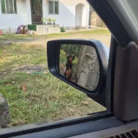 واگذاری|سگ|کتالم و سادات شهر, |دیوار