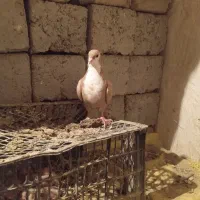 کبوتر در پرنده فروشی