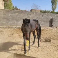 دوتا اسب ترکمن مادیان ۱۰۰ میلیون|اسب و تجهیزات اسبسواری|مشهد, شهید شهریاری|دیوار