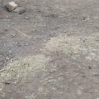 دو قطعه زمین مسکونی پرندک