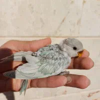 طوطی برزیلی سرلاکی قفس|پرنده|محلات, |دیوار