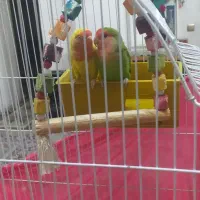 دوعددپرنده برزیلی نروماده باقفس ولوازم