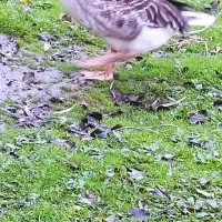 قیمت هر‌کدوم 1میلیون|حیوانات مزرعه|گوراب زرمیخ, |دیوار