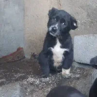 توله سگ الابای روسی|سگ|اصفهان, بهارستان|دیوار