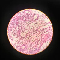 تعمیرات تخصصی و فروش میکروسکوپ|خدمات پیشه و مهارت|اصفهان, درب کوشک|دیوار