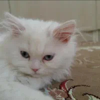 واگذاری گربه پرشین