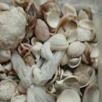 صدف زیبا از دریای کیش|کلکسیون اشیاء عتیقه|بافت, |دیوار