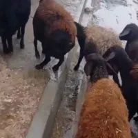 میش قزل افشار ابستن سنگین