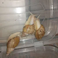 حلزون آلبینو