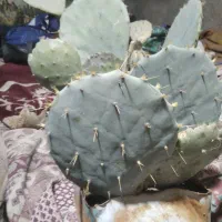 کاکتوس پهن و زیبا