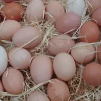 تخم مرغ محلی و تازه روزانه