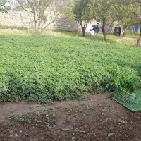 نهال‌ گوجه‌|گل و گیاه طبیعی|غلامان, |دیوار