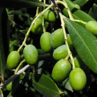 نهال های زیتون خوراکی پاکتی اصلاح شده باردار|خدمات باغبانی و درختکاری|کرمانشاه, |دیوار