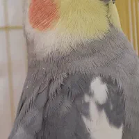 عروس هلندی گم شده