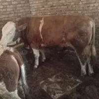 میانه روستای ساری قمیش