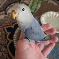 کوتوله برزیلی دستی