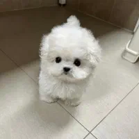 پودل مالتیز عروسکی مینی maltiz|سگ|تهران, امیر بهادر|دیوار