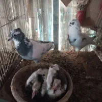 کبوتر