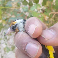 فروش سهره|پرنده|شیراز, گویم|دیوار
