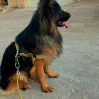 فروشی|سگ|رفسنجان, |دیوار