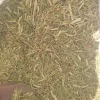 خارشتر برای دام و شترمرغ و گاو داری و عرق گیری|حیوانات مزرعه|شیراز, احمدی جنوبی|دیوار