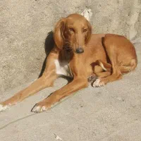 حیوانات مزرعه