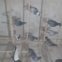 ۶۰تا پرشی|پرنده|تاکستان, |دیوار