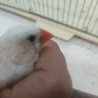 بازی گوش|پرنده|قم, هفت تیر|دیوار