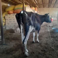 گاو با گوساله ماده
