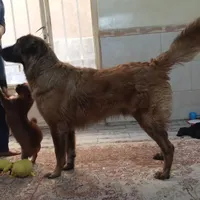 سگ کنگال یازده ماهه