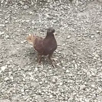 کبوتر گره درجایی