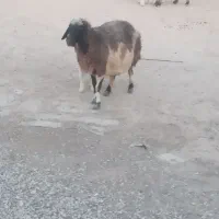 گوسفند وبره