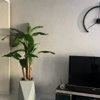 درخت موز دکوراتیو نو